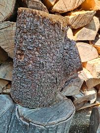 tronco cedro