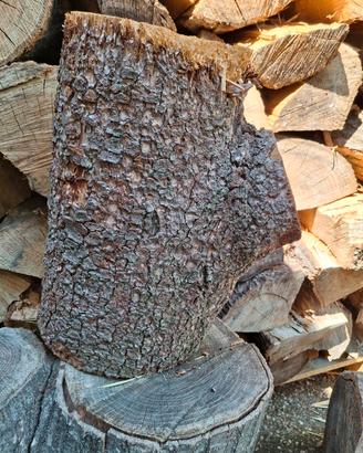 tronco cedro