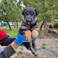 Cucciolotta mix pastore tedesco in adozione