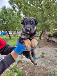 Cucciolotta mix pastore tedesco in adozione