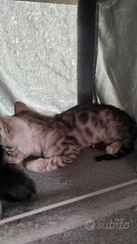 Gatto del bengala