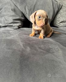 Cucciolata bassotti blu M e F