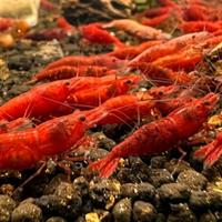 Neocaridina Red Sakura Alto Grado