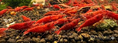 Neocaridina Red Sakura Alto Grado