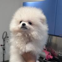 Spitz Tedesco Nano Pedegree Enci