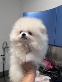 Spitz Tedesco Nano Pedegree Enci