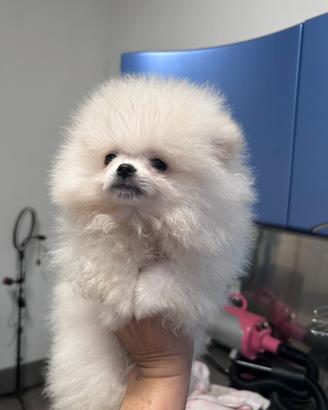 Spitz Tedesco Nano Pedegree Enci