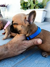 Bulldog francese