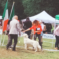 Monta golden retriever