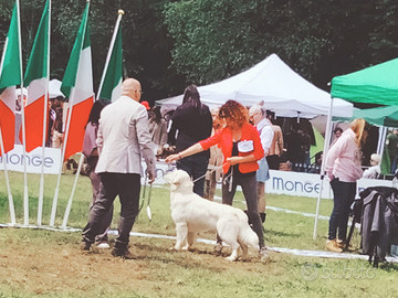 Monta golden retriever