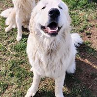 Coppia Pastori Maremmano-Abruzzesi puri