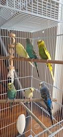 Cocorite vari colori