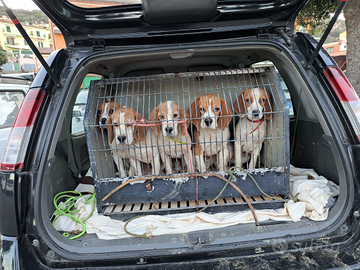 Cuccioli di 4 mesi di beagle