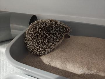 Coppia ricci africani più teca