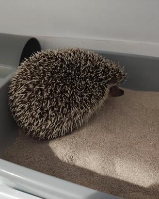 Coppia ricci africani più teca