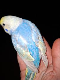 Cocorita allevata a mano