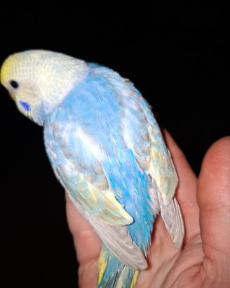 Cocorita allevata a mano