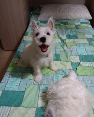 West highland White terrier con pedigree enci