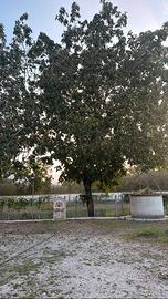 Alberi di noci