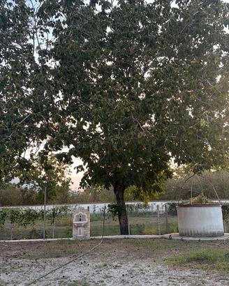 Alberi di noci