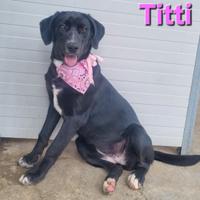 Titti cucciola simil labrador