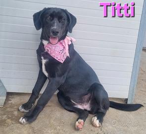Titti cucciola simil labrador