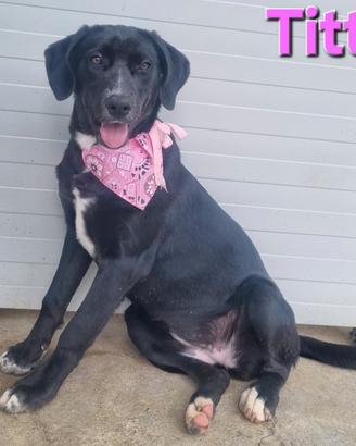 Titti cucciola simil labrador