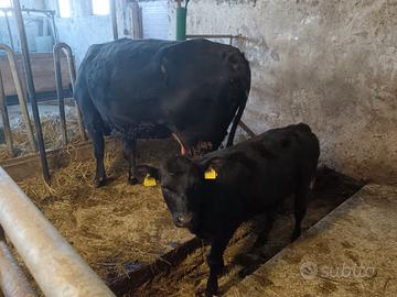 Angus con vitella