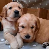 Cuccioli di golden retriever maschi