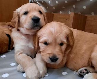 Cuccioli di golden retriever maschi