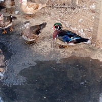 Anatra mandarino femmina