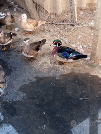 Anatra mandarino femmina