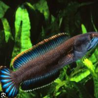 Channa Gaucha Blu Fin
