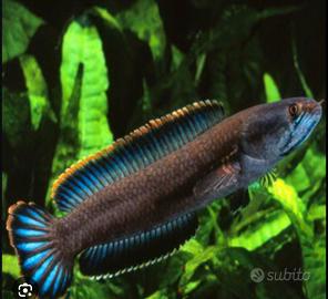 Channa Gaucha Blu Fin