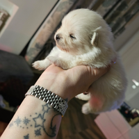 Volpino di pomerania pedigree Enci