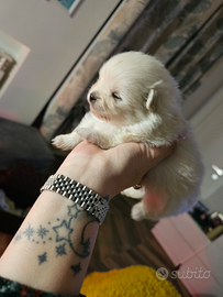 Volpino di pomerania pedigree Enci