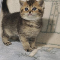 British Shorthair