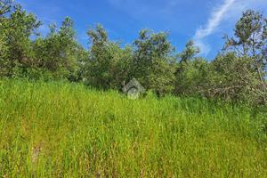 TER. AGRICOLO A FOLLONICA