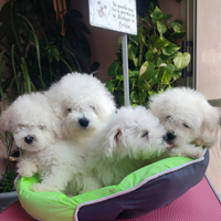 Cuccioli Bichon Frisè TOP Genitori con Pedigree