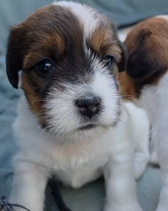 Cuccioli di Jack Russell Terrier broken ruvido