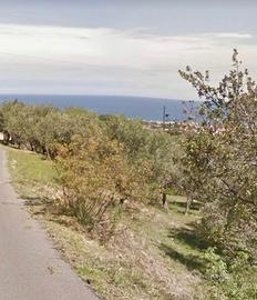 Terreno agricolo - Uliveto