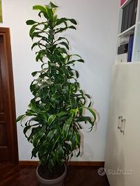 Pianta da interno