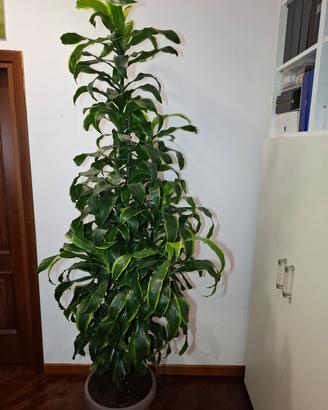 Pianta da interno