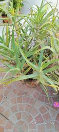 Aloe vera 
