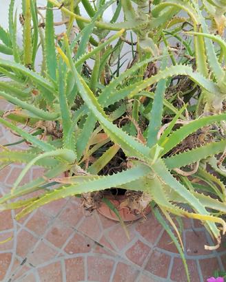 Aloe vera 