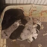 Cuccioli di Alano