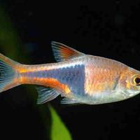 Rasbora arlecchino - Trigonostigma heteromorpha