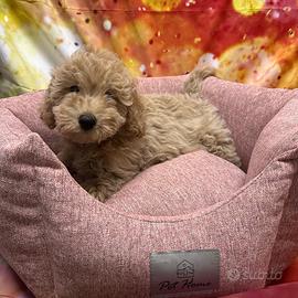 Cucciola di Maltipoo crema femmina