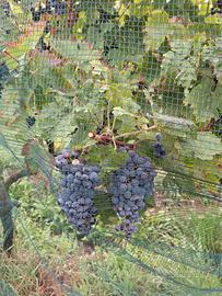 Uva da vino