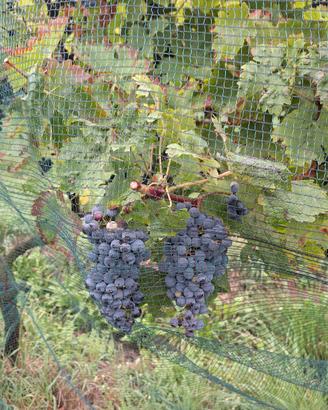 Uva da vino